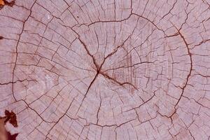 Old Wood texture photo