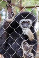 gibbon behind the Cage photo