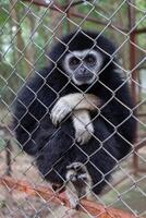 gibbon behind the Cage photo