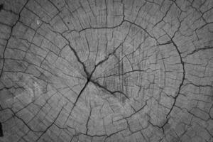 Old Wood texture photo