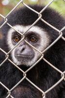 Sad gibbon behind the Cage photo