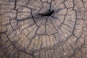 textura de madera vieja foto