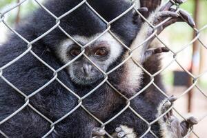 Sad gibbon behind the Cage photo