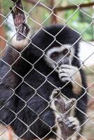 Lonely gibbon behind the Cage photo