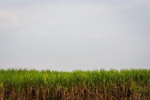 maíz campo y nublado cielo foto