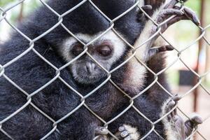 Sad gibbon behind the Cage photo