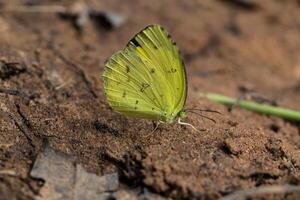 mariposa amarilla en el suelo foto