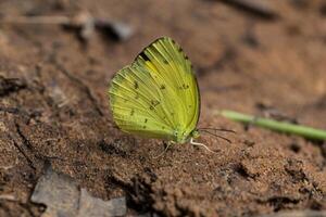 Yellow butterfly on the ground photo