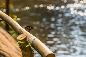 mariposa y bokeh foto