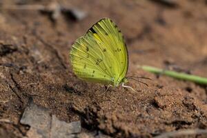 Yellow butterfly on the ground photo