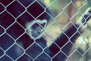 unhappy expression gibbon photo