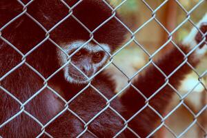 unhappy expression gibbon photo