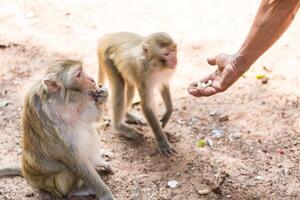 mono tomando comida desde humano mano foto