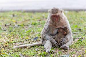 Mother monkey and baby monkey photo