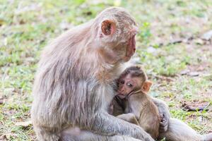bebé mono apesta el Leche de es madre foto