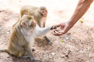 mono tomando comida desde humano mano foto