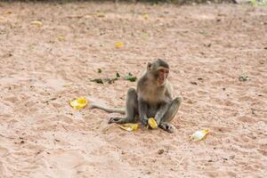 monkey sits on the sand photo