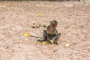 mono se sienta en el arena foto