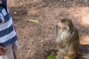 monkey taking food from boy hand photo