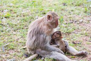 Baby monkey sucks the milk of it's mother photo