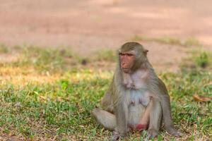 Mother monkey looking for baby monkey photo