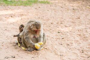 Mother monkey and baby monkey sits on the sand photo