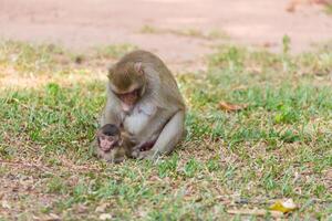 madre mono hallazgo piojo y tazón para bebé mono foto