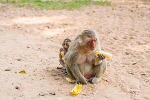 Mother monkey and baby monkey sits on the sand photo