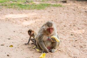 Mother monkey and baby monkey sits on the sand photo