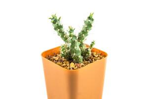 cactus in the small pot photo