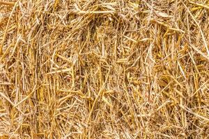 texture of dry straw photo