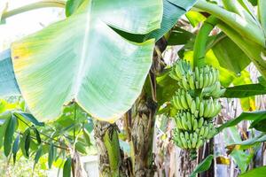 plátano árbol con un manojo foto