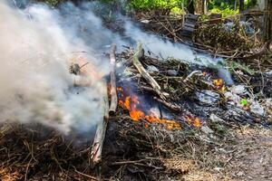 fire burning dry tree photo