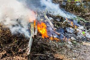 fire burning dry tree photo