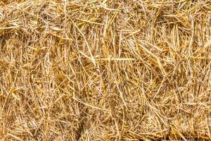 texture of dry straw photo