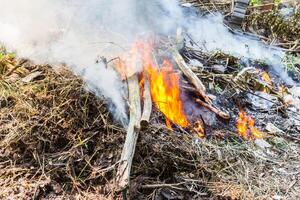 fire burning dry tree photo