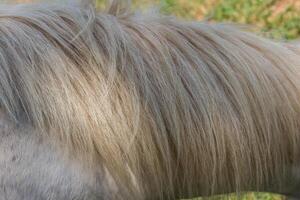 blanco masculino cabello de caballo foto