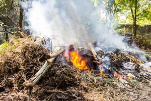 fire burning dry tree photo