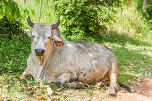 Cows resting under the tree photo