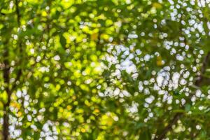 Green and blue bokeh of tree and sky photo