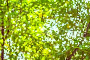 Green and blue bokeh of tree and sky photo