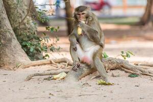 monkey sits on the tree and eats banana photo