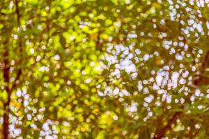 Green and blue bokeh of tree and sky photo