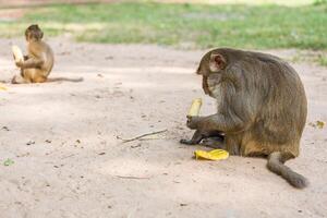 monkey sits on the tree and eats banana photo