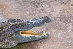 Head of crocodile photo