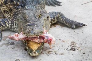 crocodile eat meat photo