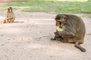 monkey sits on the tree and eats banana photo