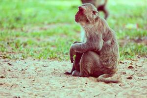 solitario mono sentado en el césped foto