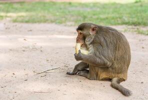 monkey sits on the tree and eats banana photo