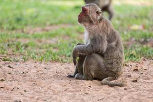 Lone monkey sitting on the grass photo